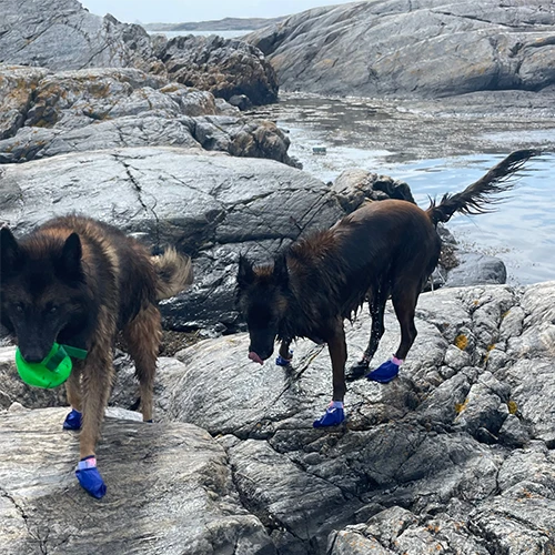 Gippmokk - Hundar med hundsockar i havet