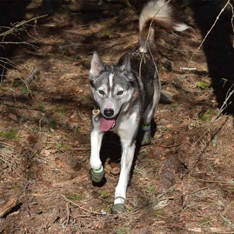 Gippmokk - hund med hundsockor i skog