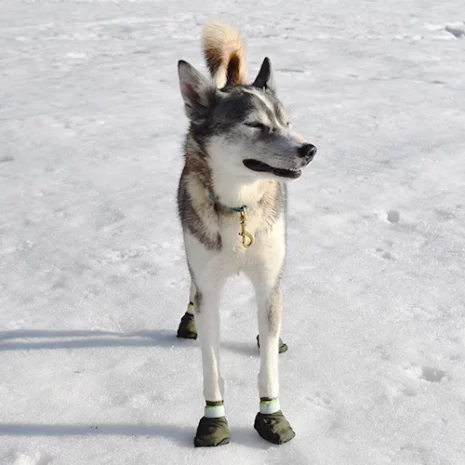 Gippmokk - Hund med hundsockor i snö
