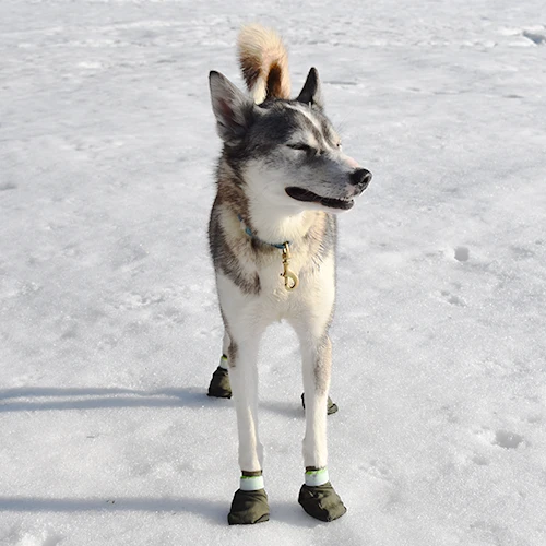 Gippmokk - hund i snö med hundsockar